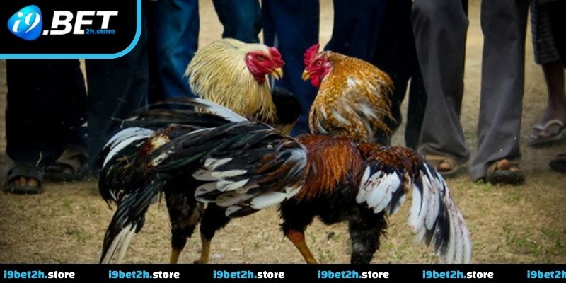 Đá Gà Cựa Dao Và Cách Theo Dõi Trận Đấu Hiệu Quả Cho Newbie