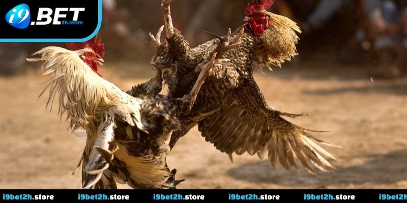 Trận đá gà cựa dao được phát sóng trực tiếp với góc quay toàn cảnh