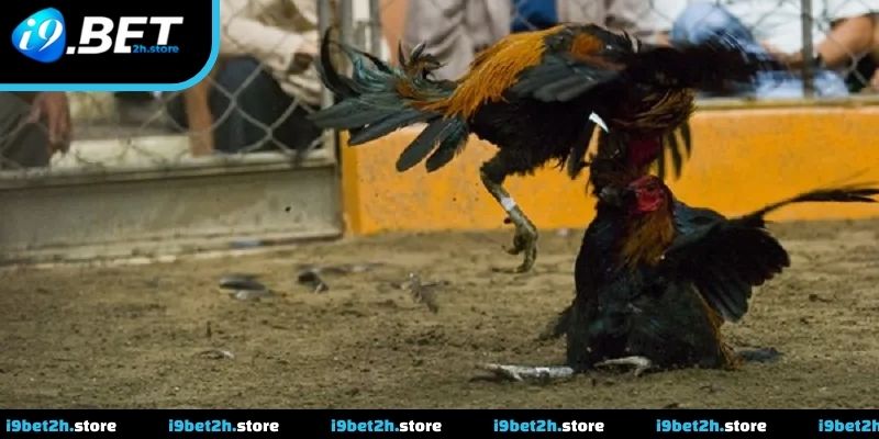 Theo dõi trận đấu với nhịp diễn biến nhanh và rõ ràng