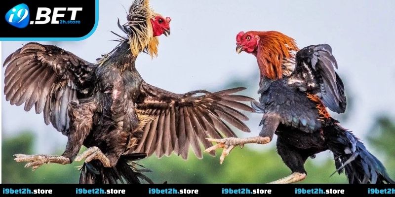 Cập nhật tình hình trận đấu liên tục theo thời gian thực