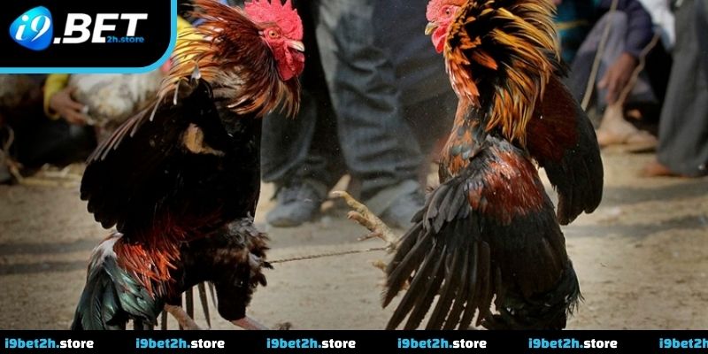 Trận đá gà cựa Sắt được phát sóng trực tiếp với góc quay toàn cảnh