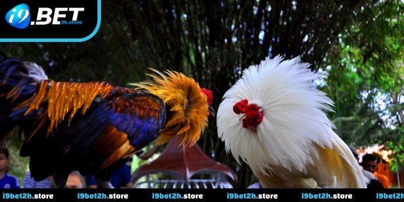 Theo dõi trận đấu với nhịp diễn biến nhanh và rõ ràng