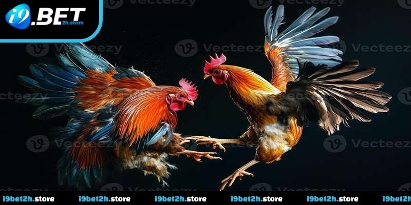 Đá Gà Thomo Và Cách Theo Dõi Trận Đấu Hiệu Quả Tại I9BET
