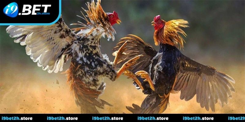 Quan sát nhịp trận giúp theo dõi chủ động hơn