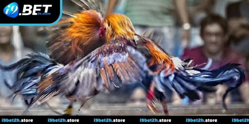 Trường gà Thomo được phát sóng trực tiếp với góc quay rõ ràng