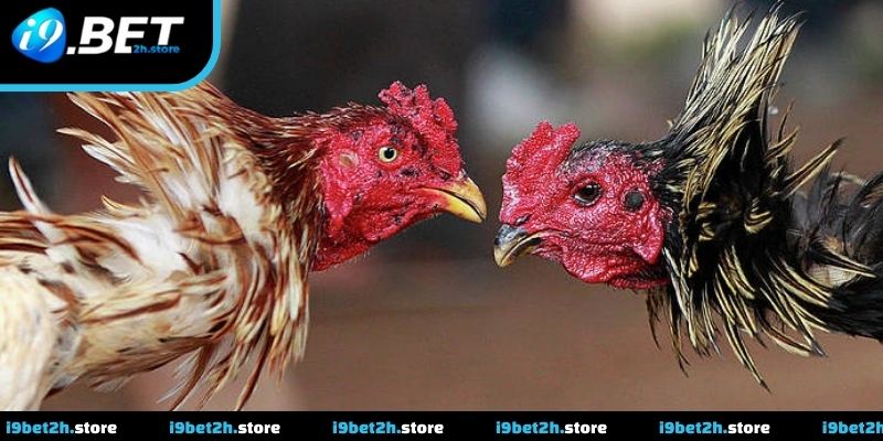 Cập nhật tình hình trận đấu liên tục theo thời gian thực