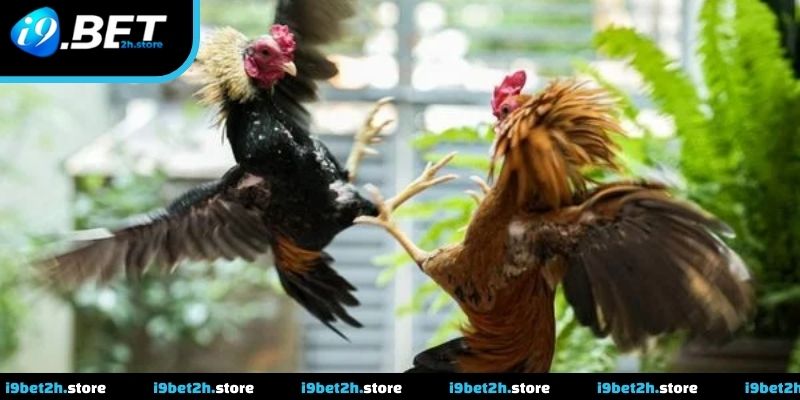 Trực Tiếp Đá Gà Và Cách Theo Dõi Trận Đấu Hiệu Quả