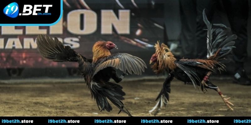 Quan sát nhịp trận giúp theo dõi chủ động hơn